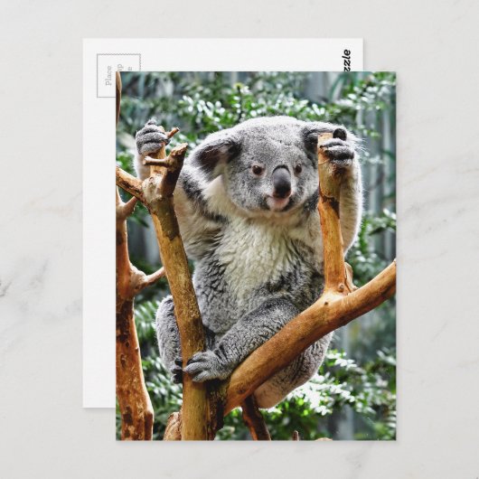 Koala Postkarte (Vorne/Hinten)