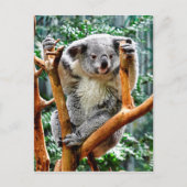 Koala Postkarte (Vorderseite)