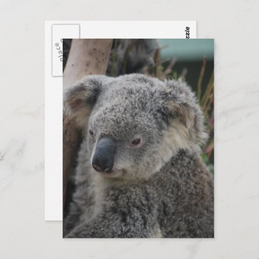 Koala Postkarte (Vorne/Hinten)