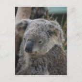 Koala Postkarte (Vorderseite)