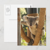 Koala Postkarte (Vorne/Hinten)