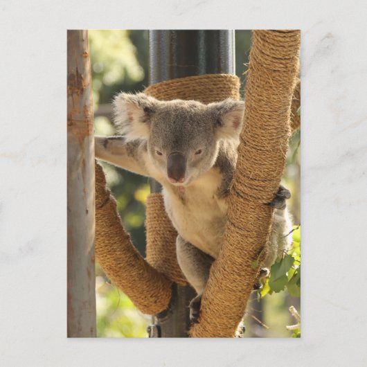 Koala Postkarte (Vorderseite)