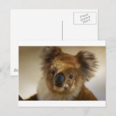Koala Postkarte (Vorne/Hinten)