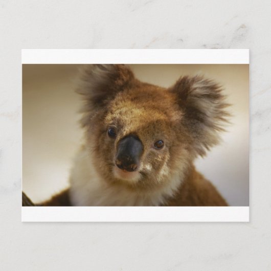Koala Postkarte (Vorderseite)