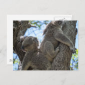 Koala Postkarte (Vorne/Hinten)