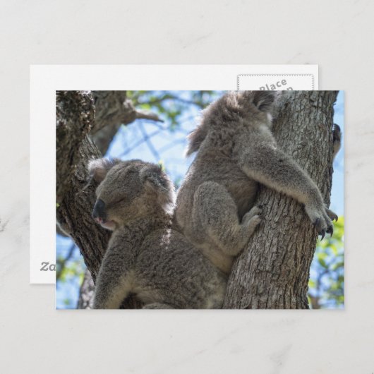 Koala Postkarte (Vorne/Hinten)