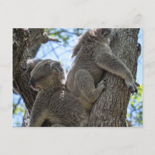 Koala Postkarte (Vorderseite)