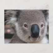 Koala Postkarte (Vorderseite)