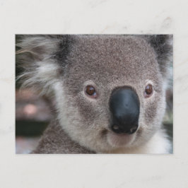 Koala Postkarte