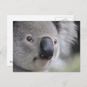 Koala Postkarte (Vorne/Hinten)