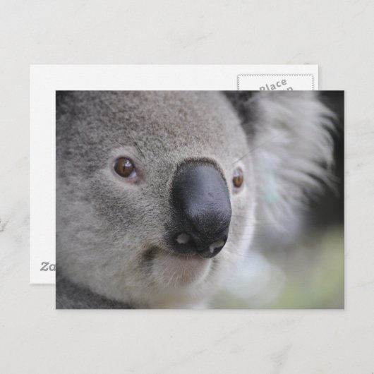 Koala Postkarte (Vorne/Hinten)