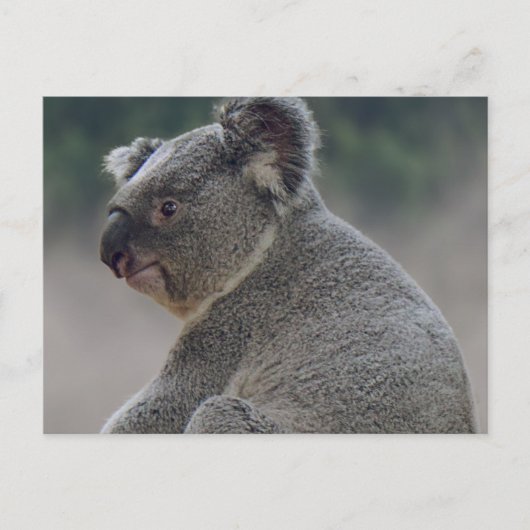 Koala Postkarte (Vorderseite)