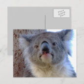 Koala Postkarte (Vorne/Hinten)