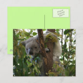 Koala Postkarte (Vorne/Hinten)