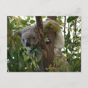 Koala Postkarte