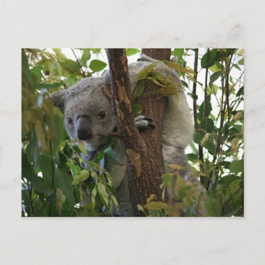 Koala Postkarte (Vorderseite)