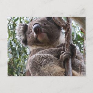 Koala Postkarte