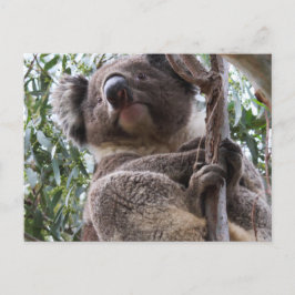 Koala Postkarte