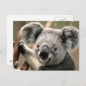 Koala Postkarte (Vorne/Hinten)