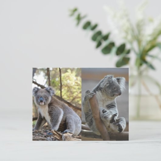 Koala Postkarte (Stehend Vorderseite)