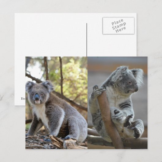 Koala Postkarte (Vorne/Hinten)