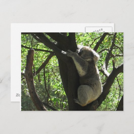 Koala Postkarte (Vorne/Hinten)