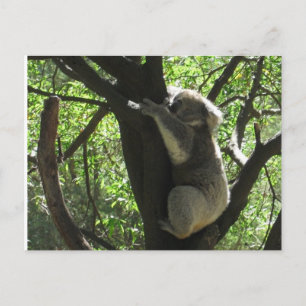 Koala Postkarte