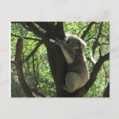 Koala Postkarte (Vorderseite)