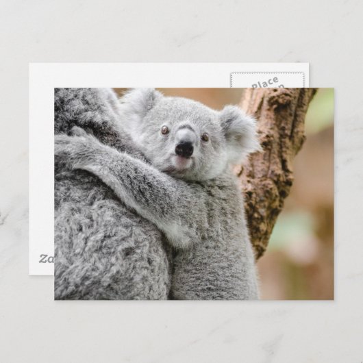 Koala Postkarte (Vorne/Hinten)