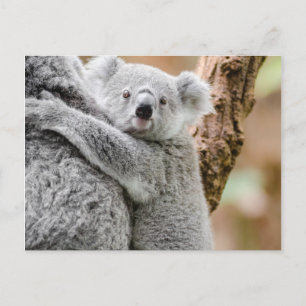 Koala Postkarte