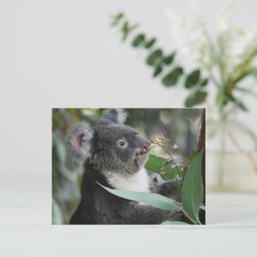 Koala Postkarte (Stehend Vorderseite)