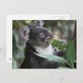 Koala Postkarte (Vorne/Hinten)