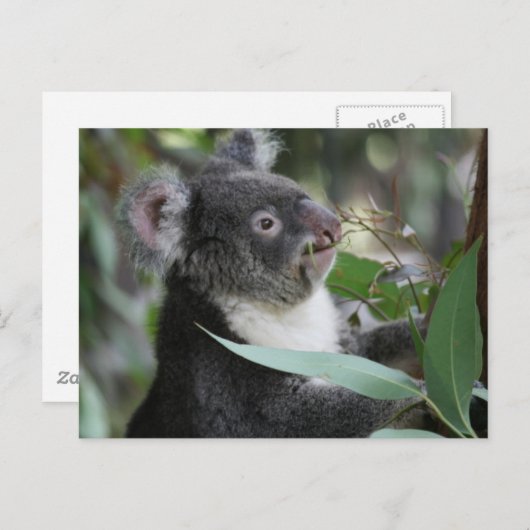 Koala Postkarte (Vorne/Hinten)