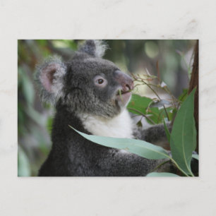 Koala Postkarte