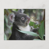 Koala Postkarte (Vorderseite)