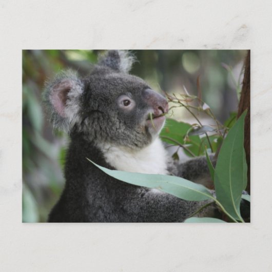 Koala Postkarte (Vorderseite)