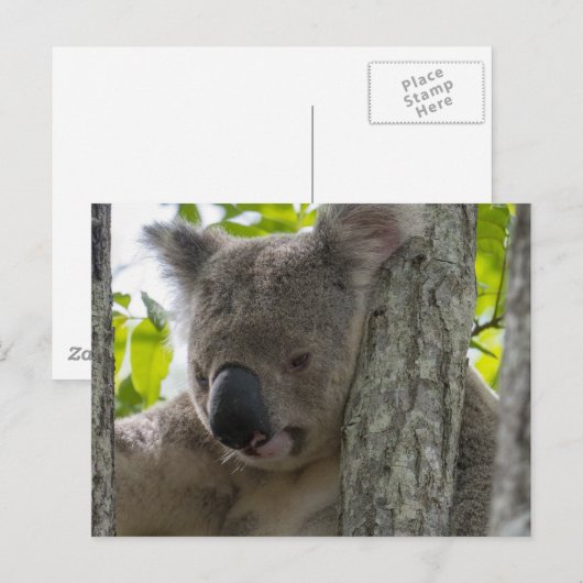 Koala Postkarte (Vorne/Hinten)