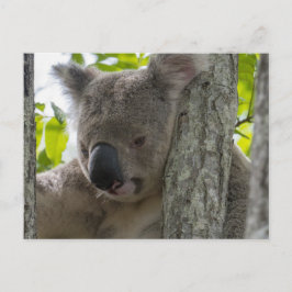 Koala Postkarte