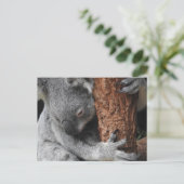 Koala Postkarte (Stehend Vorderseite)
