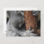 Koala Postkarte (Vorne/Hinten)