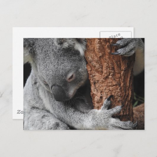 Koala Postkarte (Vorne/Hinten)