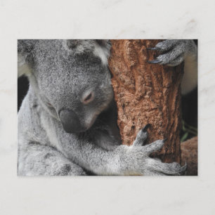 Koala Postkarte