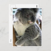 Koala Postkarte (Vorne/Hinten)