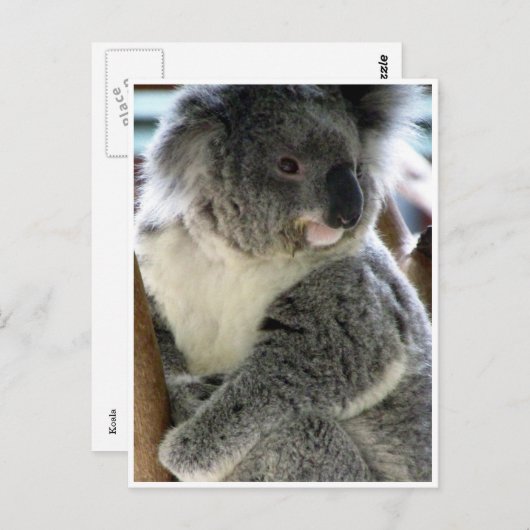 Koala Postkarte (Vorne/Hinten)