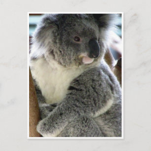 Koala Postkarte