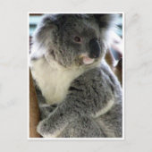 Koala Postkarte (Vorderseite)