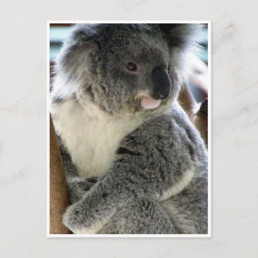 Koala Postkarte (Vorderseite)