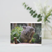 Koala Postkarte (Stehend Vorderseite)