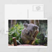 Koala Postkarte (Vorne/Hinten)