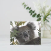 Koala Postkarte (Stehend Vorderseite)